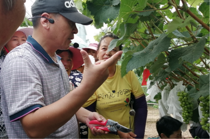 培训处副处长徐兆林副教授在葡萄园讲授种植技术.png